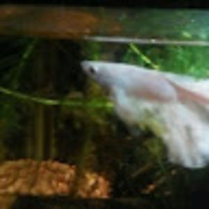 Meet your Posher, Johnny